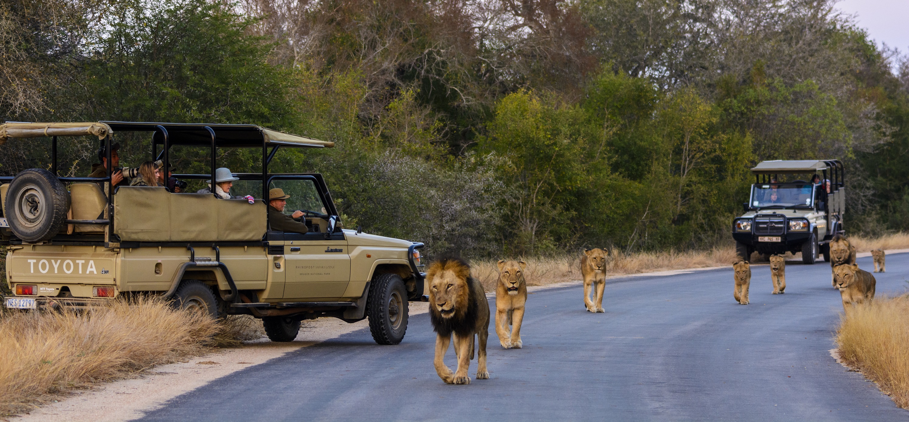 Toffie In Kruger, the tables are turned, as animals roam free and we are enclosed.